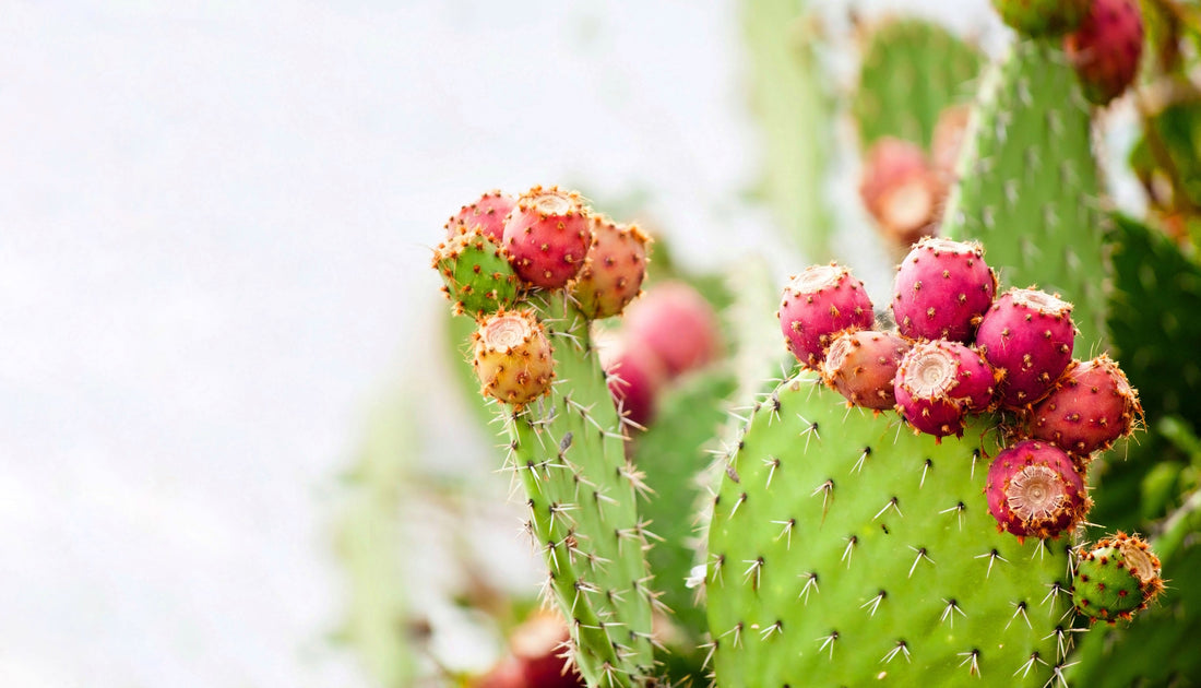 Utilizing Betaine HCl in Your Practice