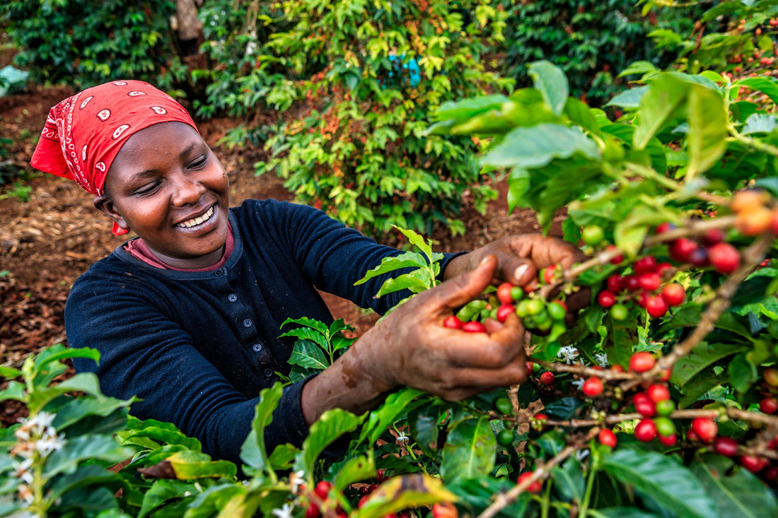 Why We Use Organic Acacia in Fiber+