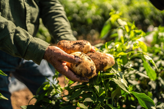 Why We Chose Solnul® for Fiber+