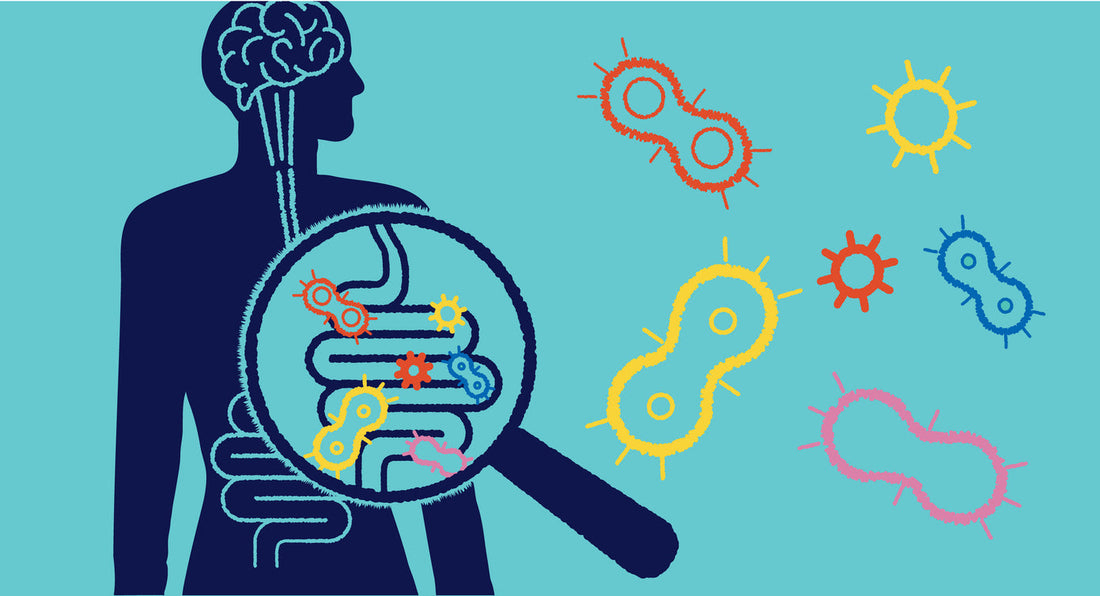 Fueling the Gut Barrier: The Fiber Connection to Akkermansia