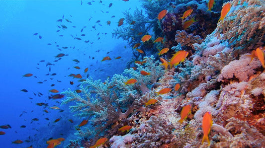 The Benefits of Taking a Fish Oil Supplement*